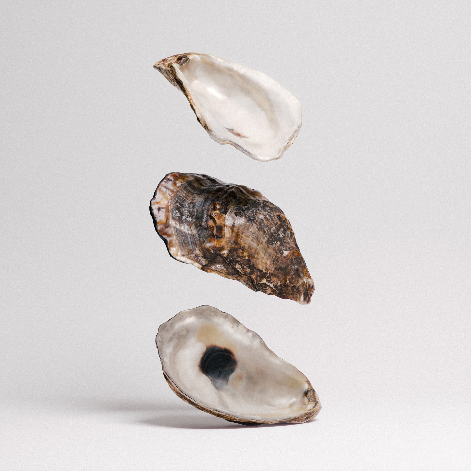 Oyster Shells 3D model_1