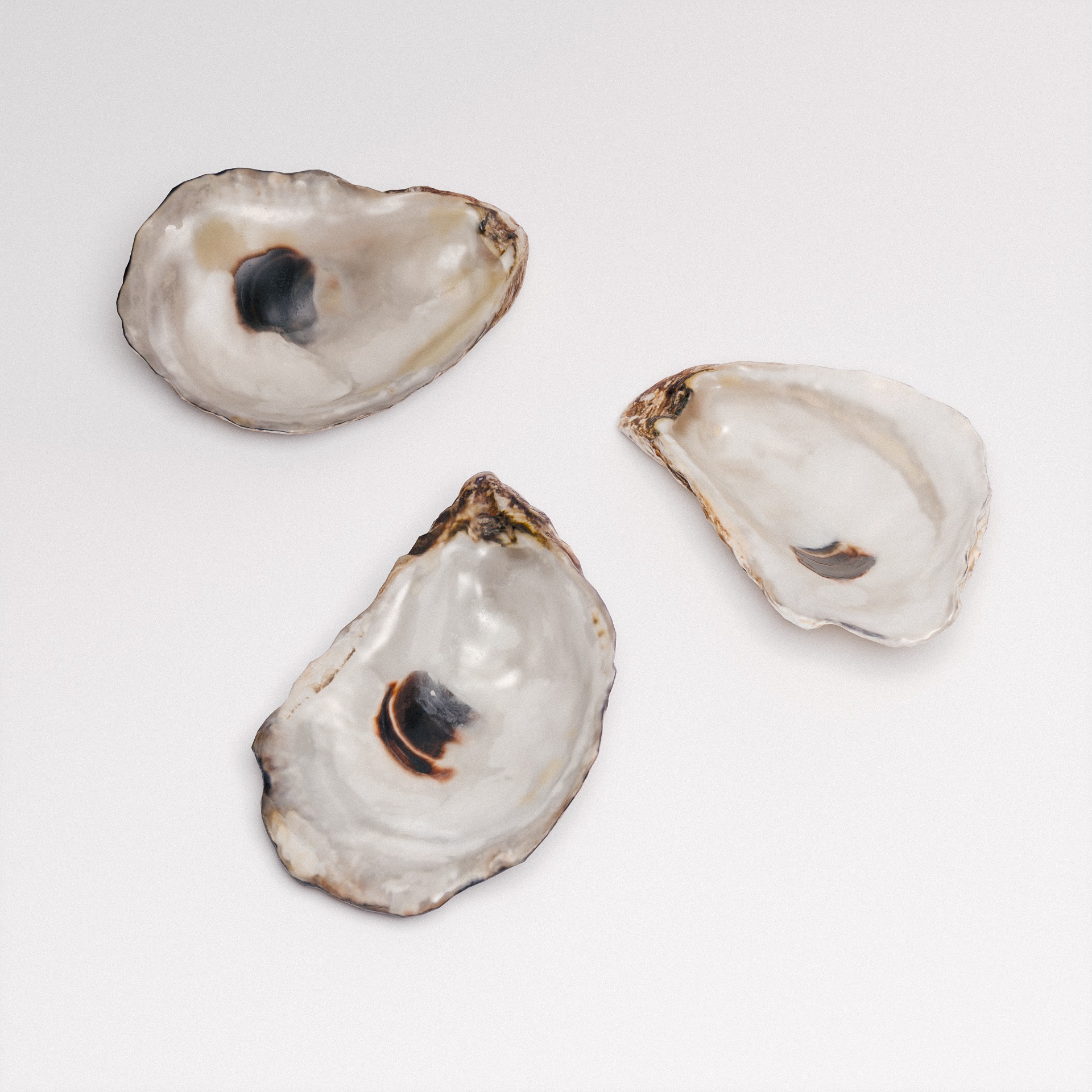 Oyster Shells 3D model_5