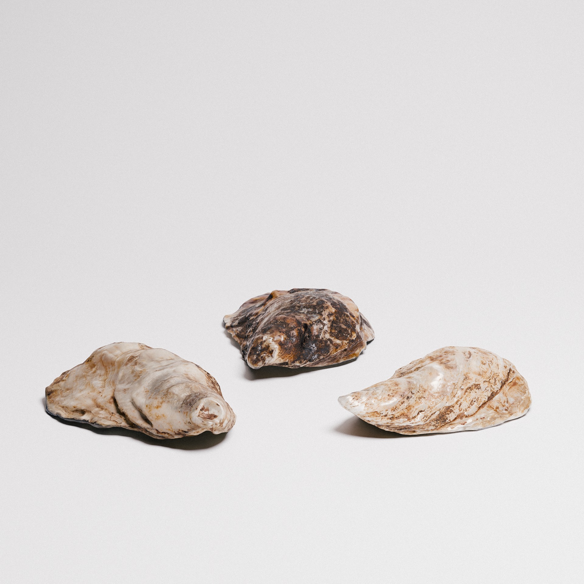 Oyster Shells 3D model_3