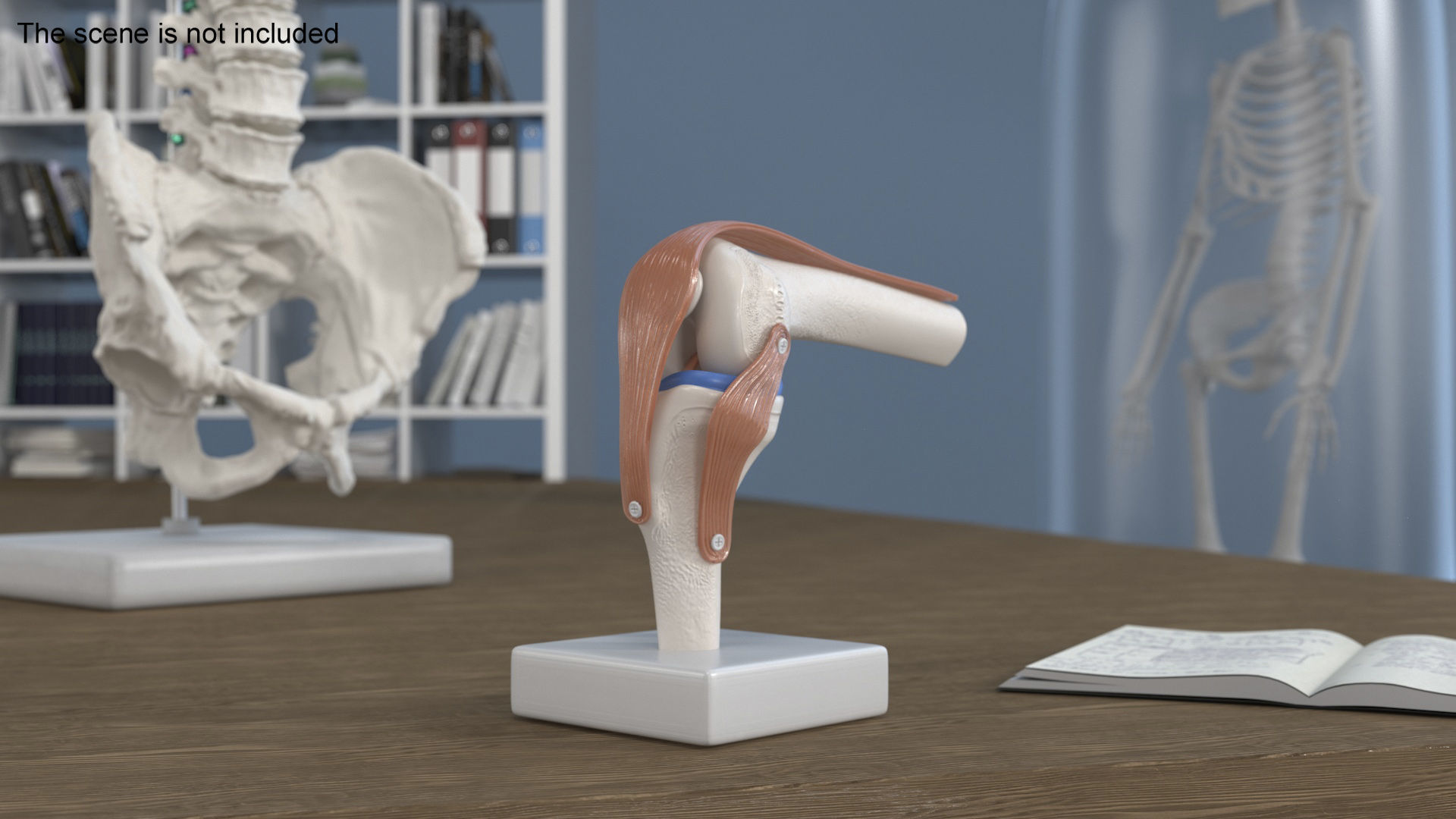 Knee Joint Model in Flexed Position 3D model