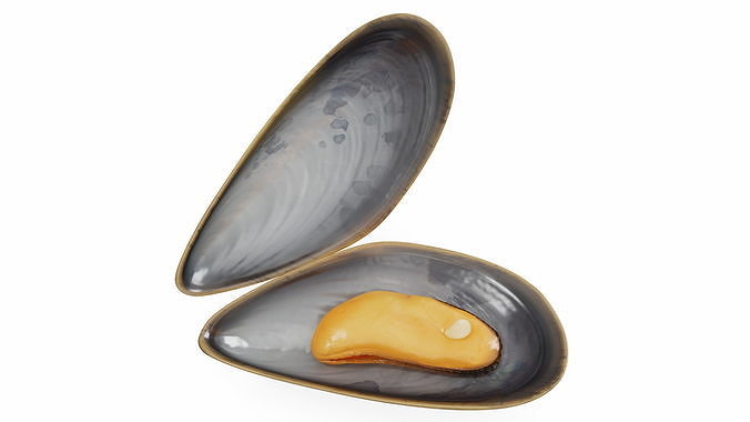 Boiled Sea Mussel 3D model 7
