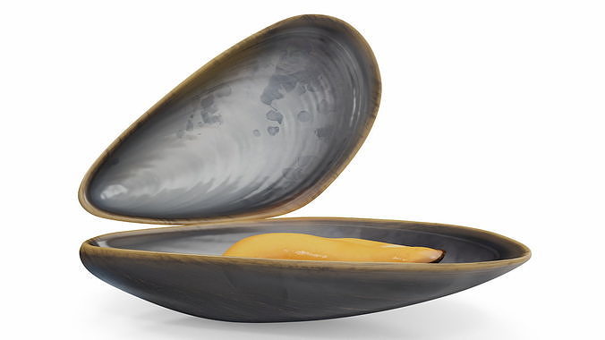 Boiled Sea Mussel 3D model 6