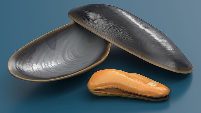 Boiled Sea Mussel 3D model 5