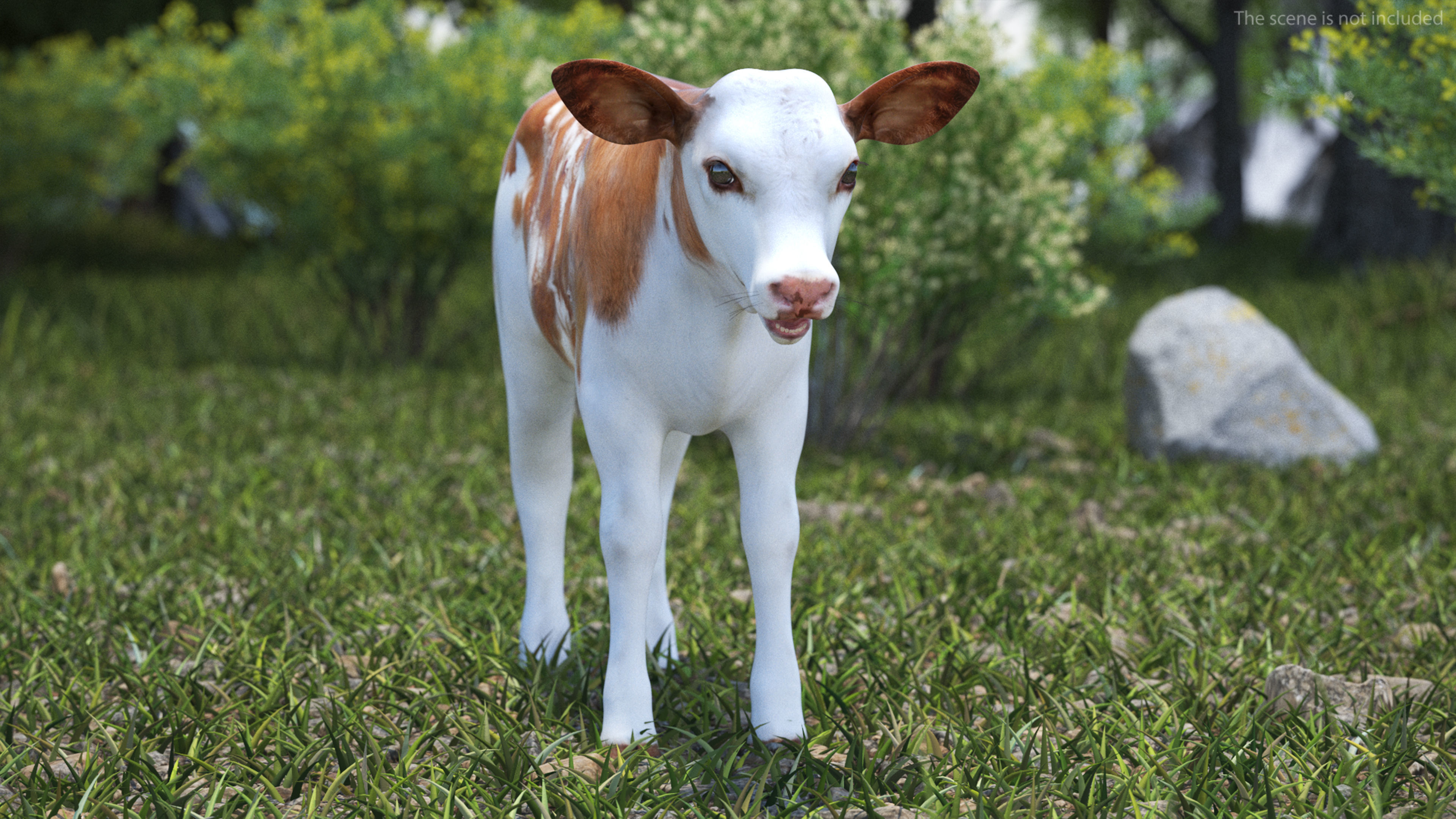 Cow Calf Rigged for Maya 3D model