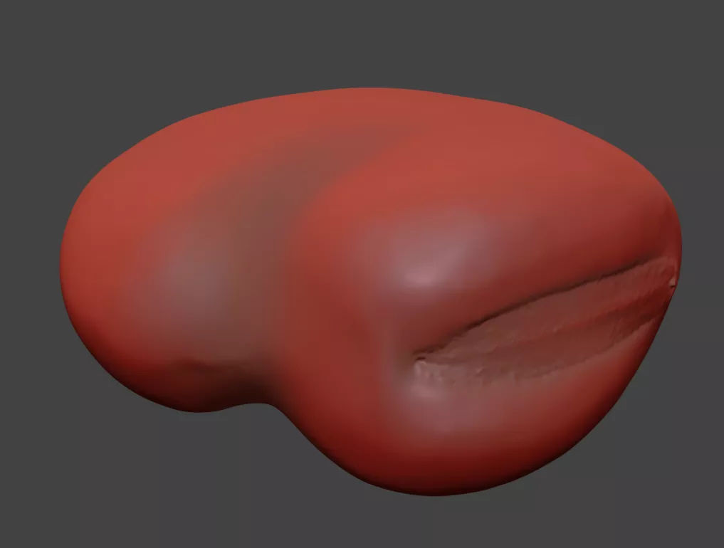 Fava Bean 3D model_7