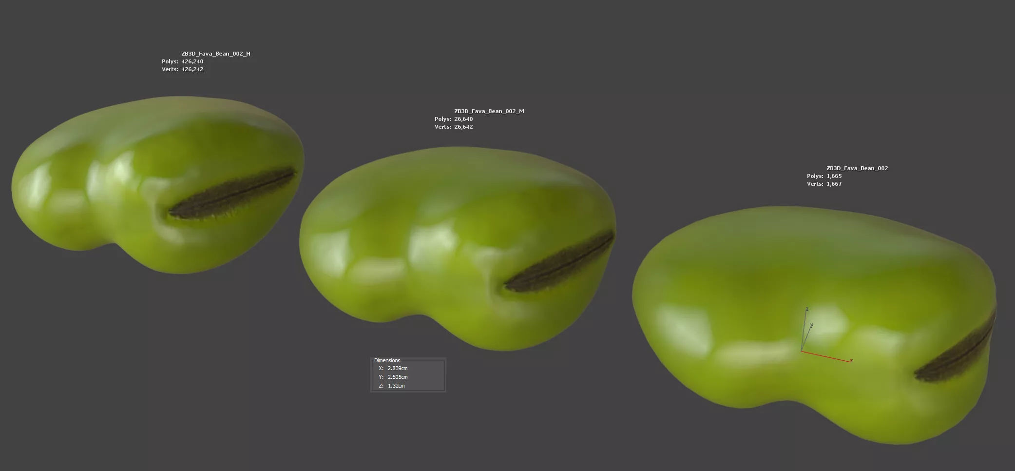 Fava Bean 3D model_5