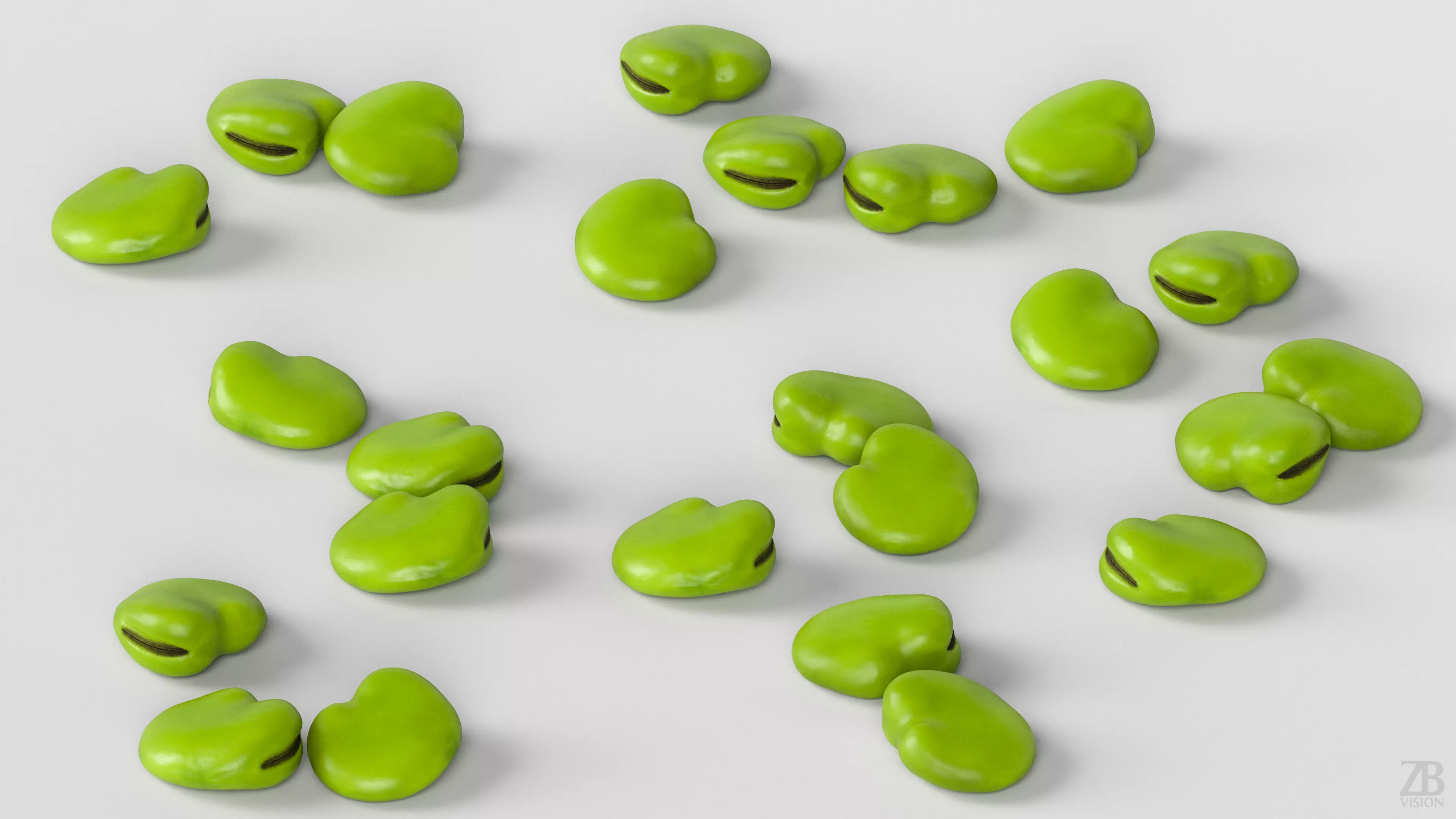 Fava Bean 3D model_2