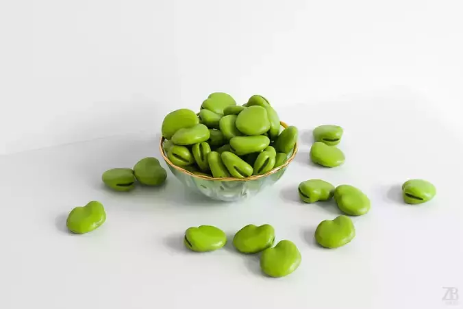 Fava Bean 3D model