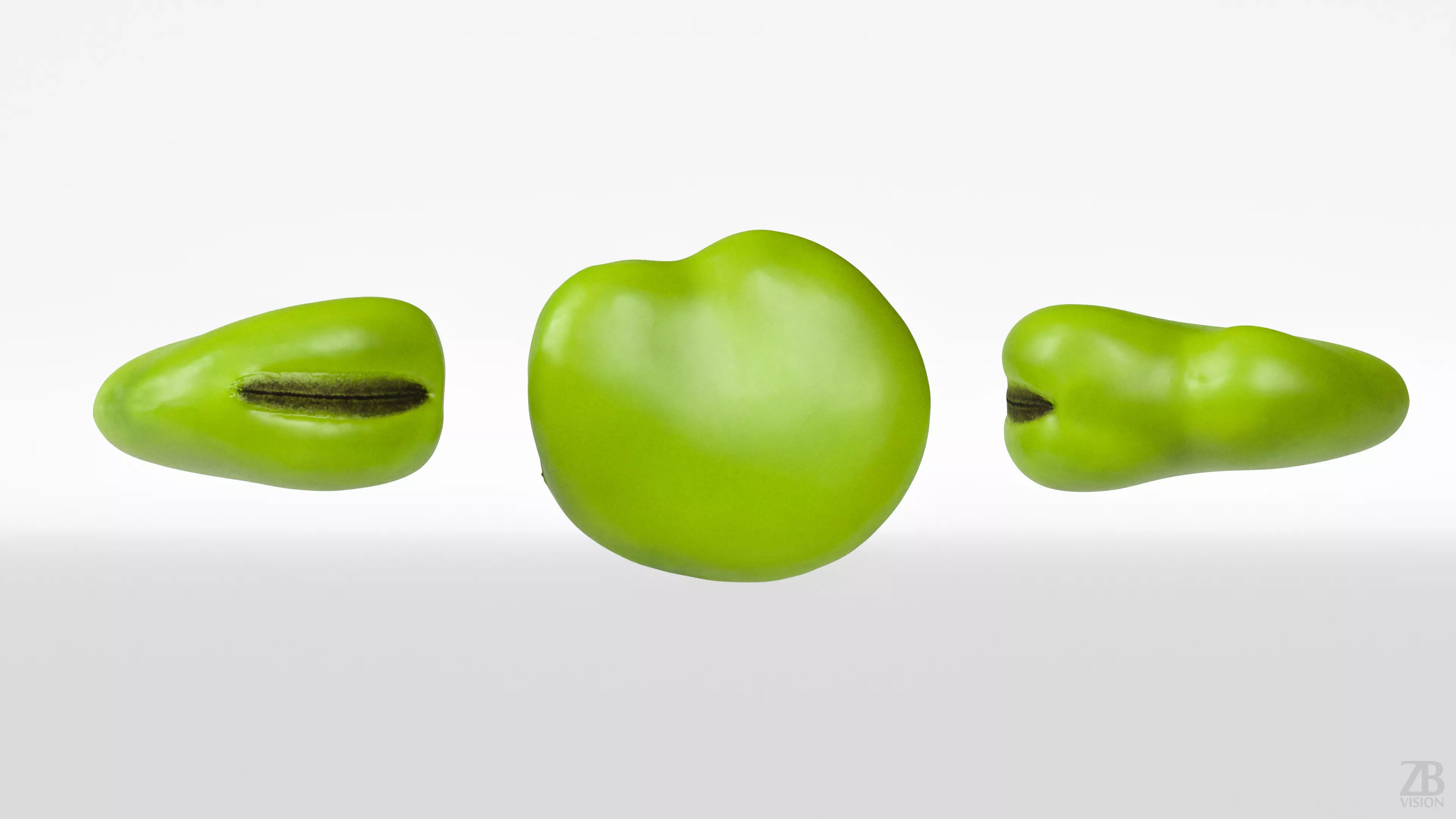 Fava Bean 3D model_4