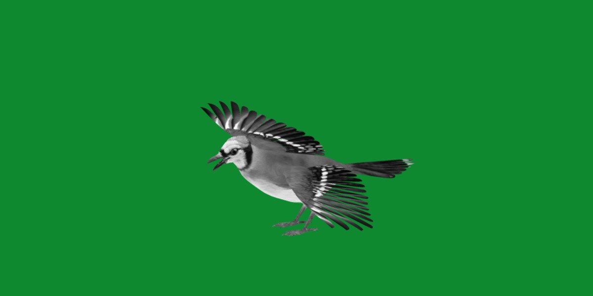 Blue Jay Bird Low-poly 3D model_8