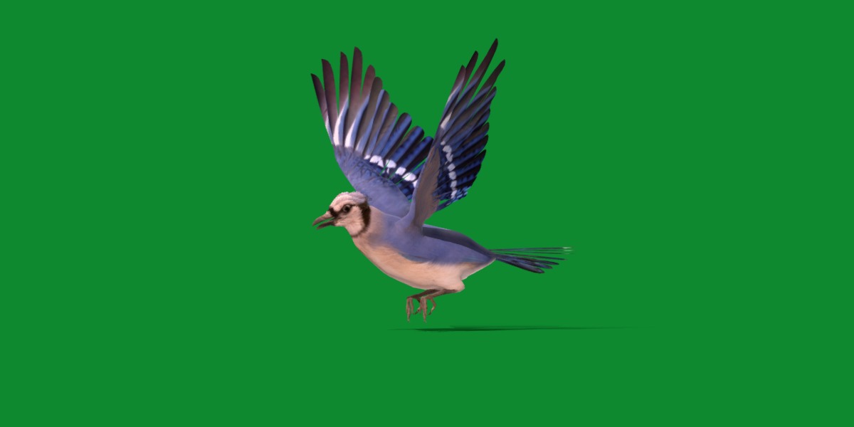 Blue Jay Bird Low-poly 3D model_22