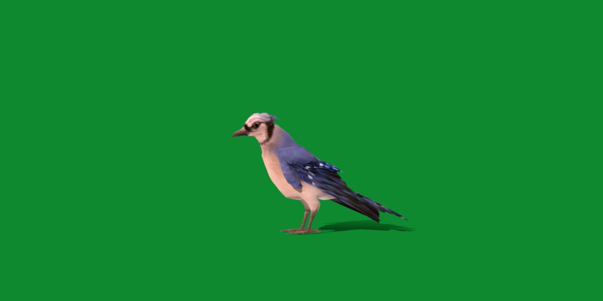 Blue Jay Bird Low-poly 3D model_20