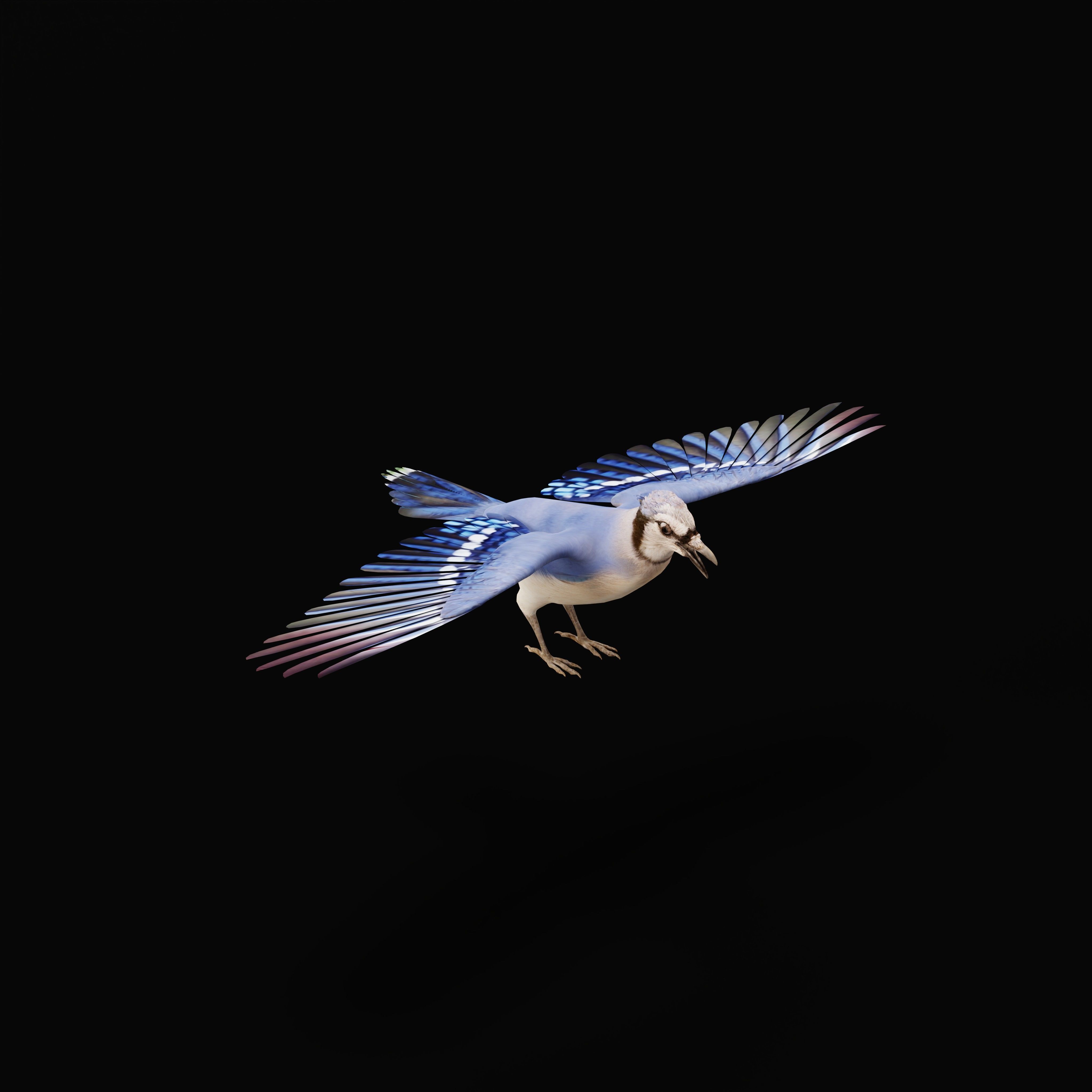 Blue Jay Bird Low-poly 3D model_28