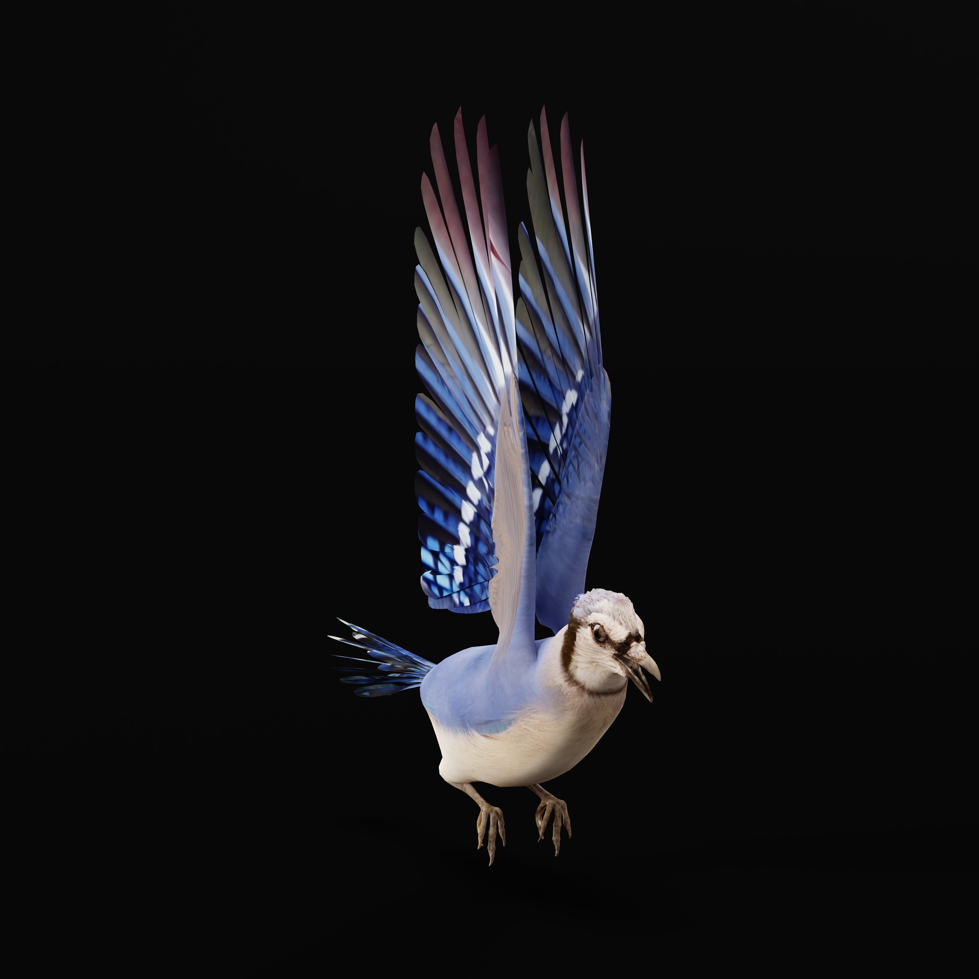 Blue Jay Bird Low-poly 3D model_33