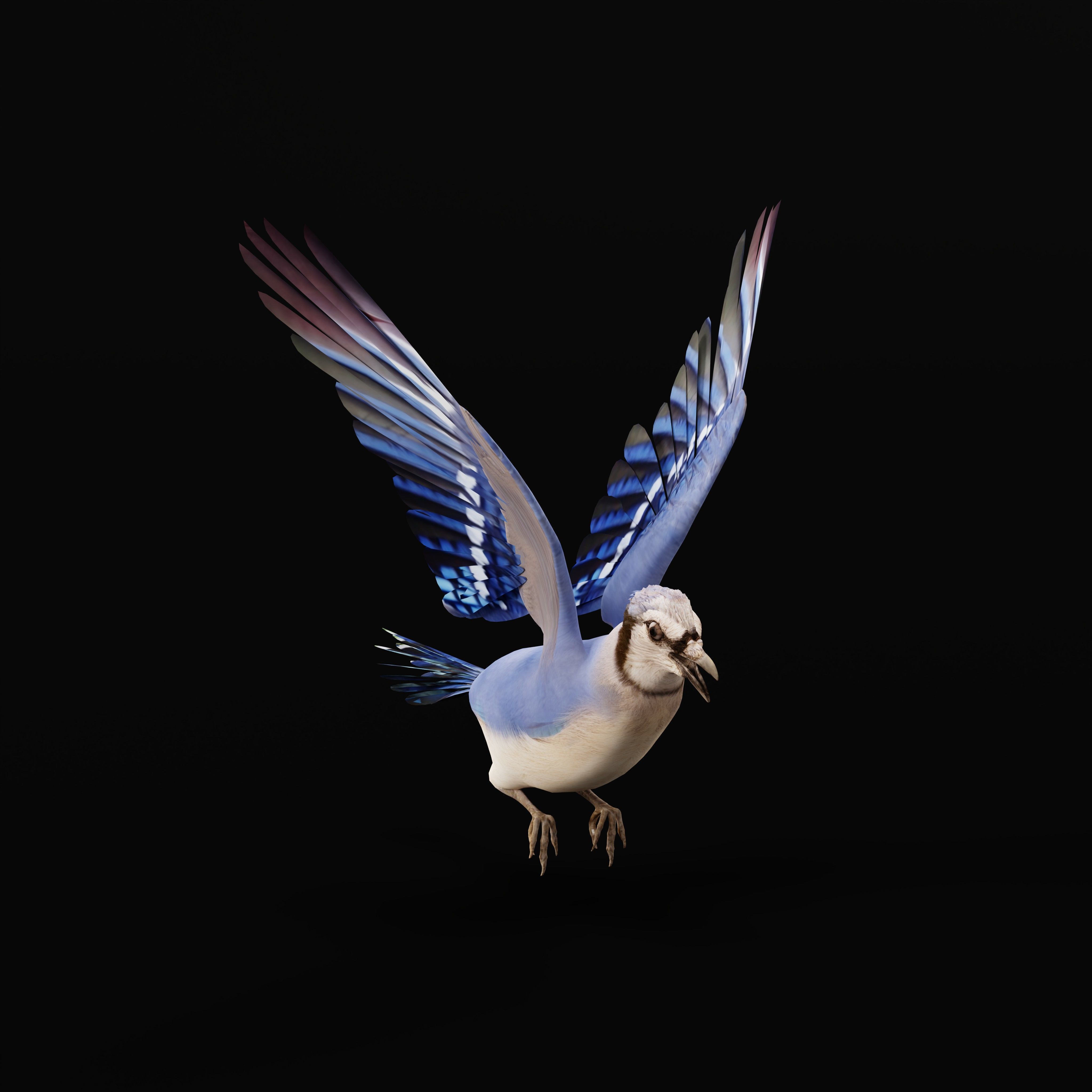 Blue Jay Bird Low-poly 3D model_34