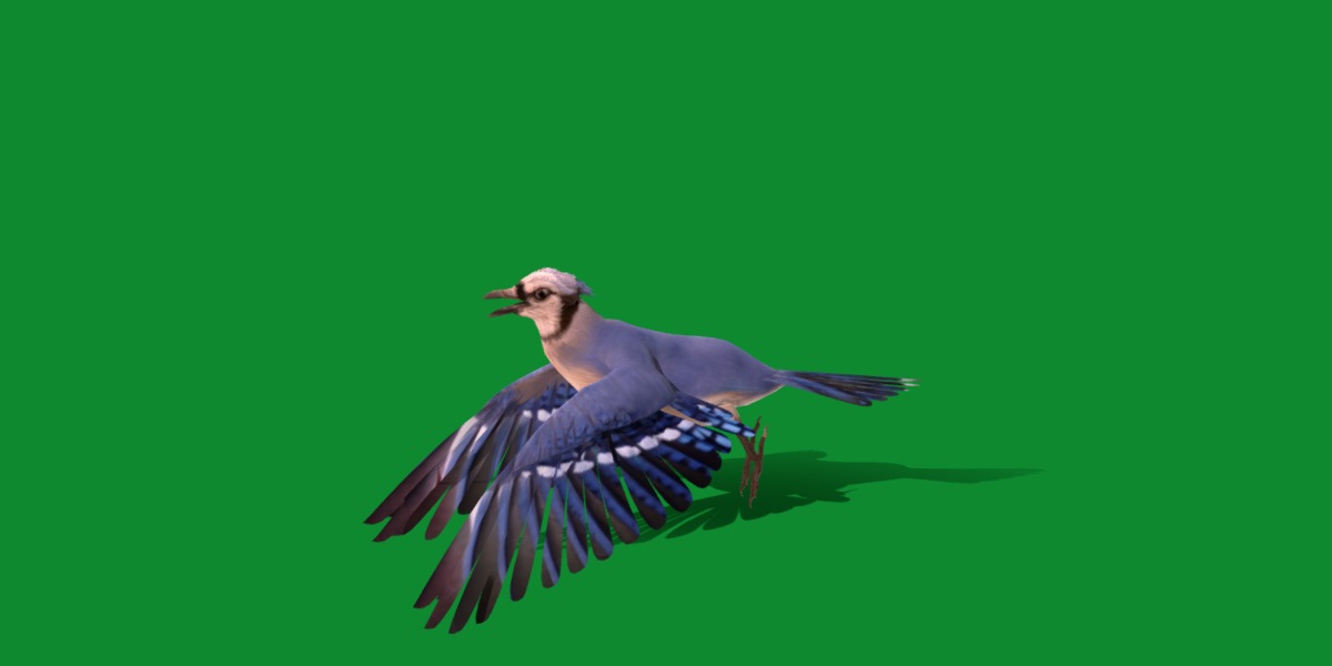 Blue Jay Bird Low-poly 3D model_21