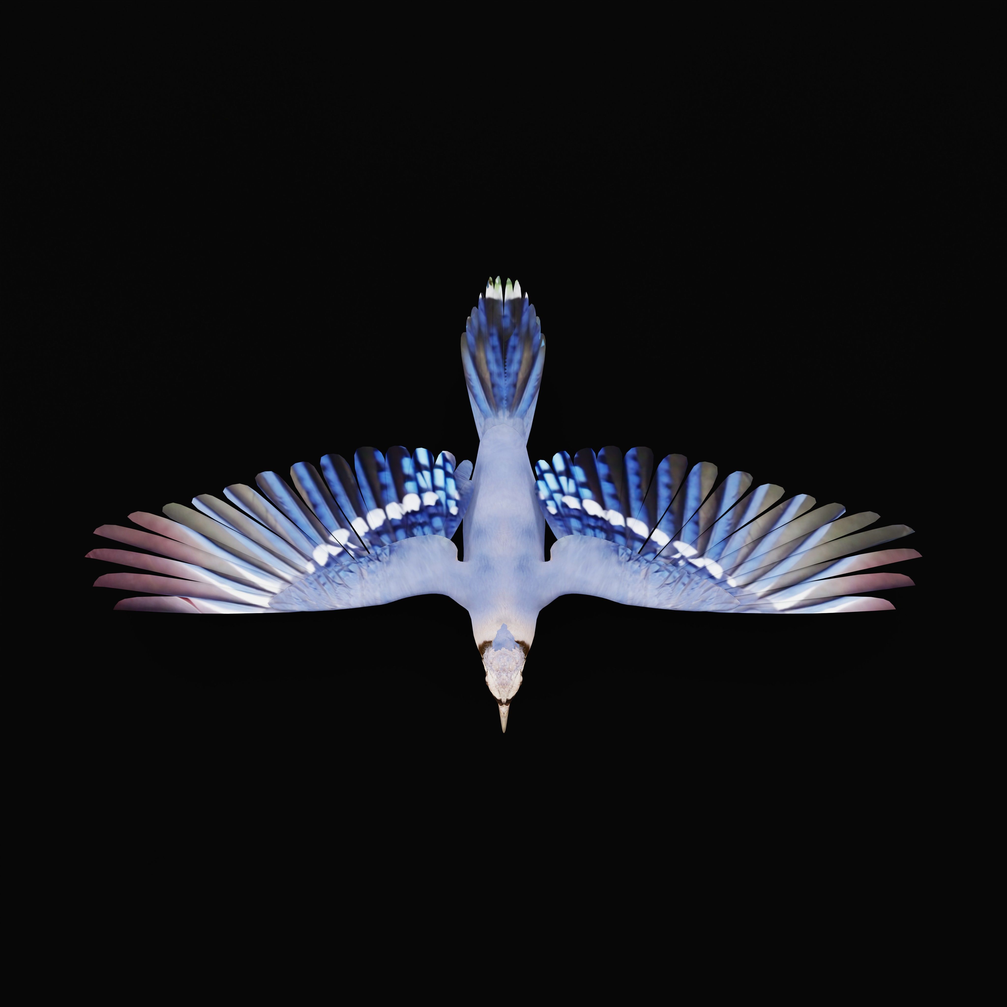Blue Jay Bird Low-poly 3D model_27