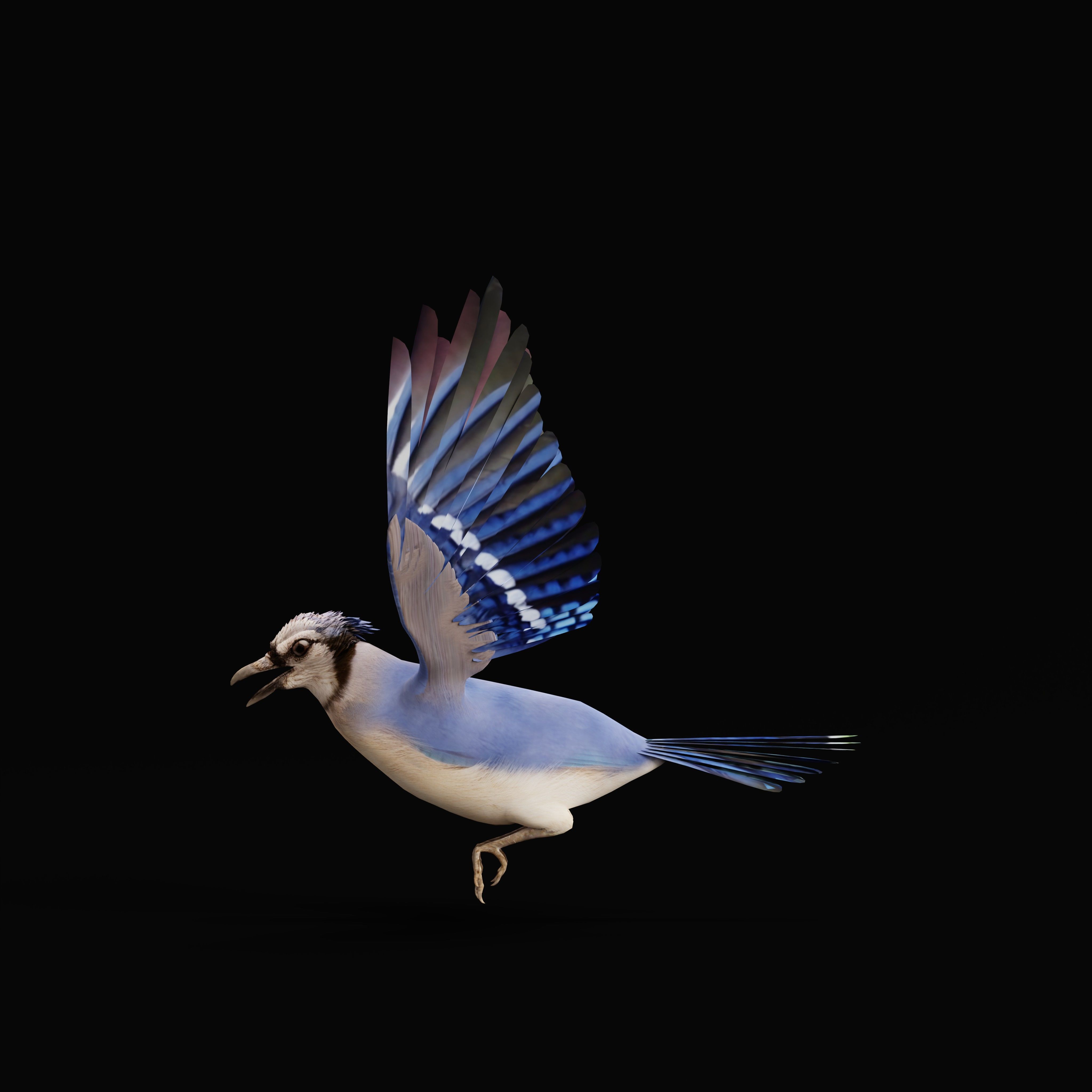 Blue Jay Bird Low-poly 3D model_32