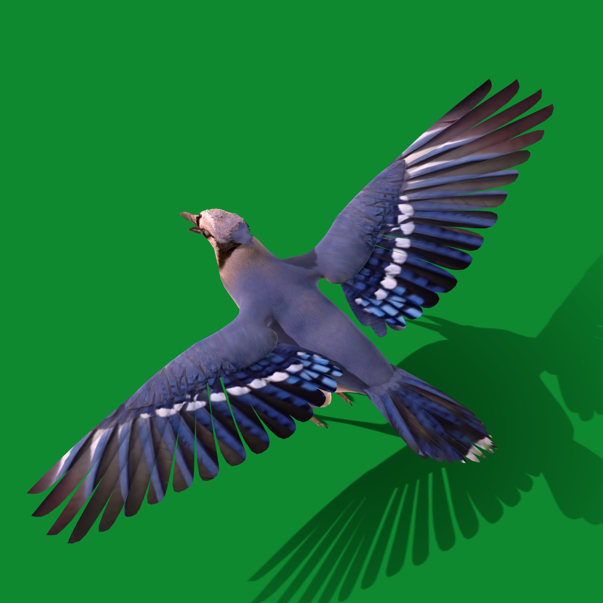 Blue Jay Bird Low-poly 3D model_18