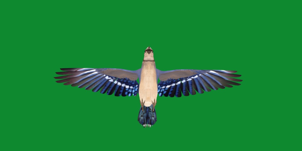 Blue Jay Bird Low-poly 3D model_4