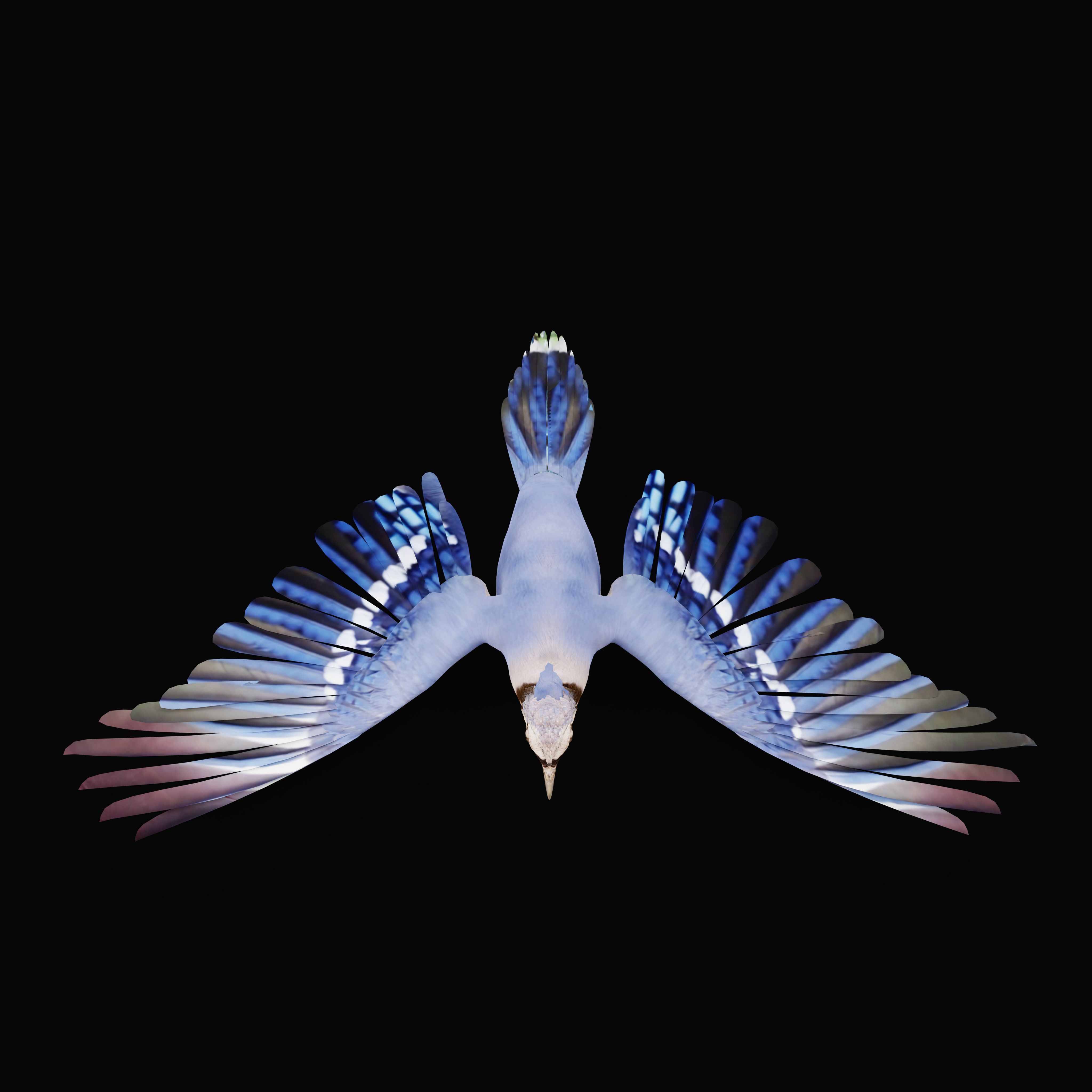 Blue Jay Bird Low-poly 3D model_37