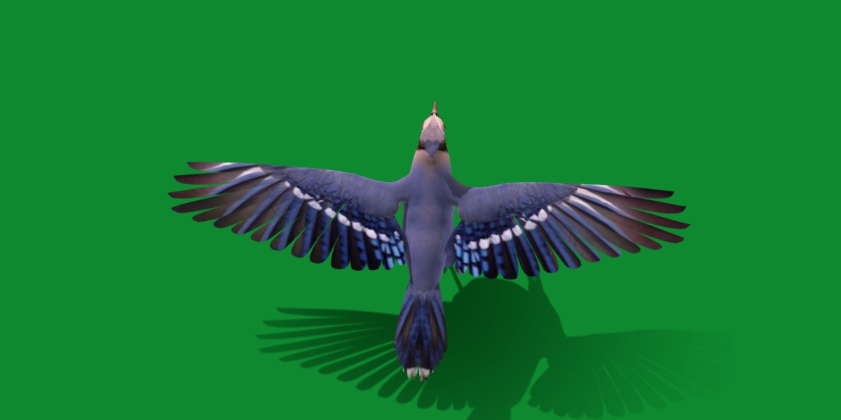 Blue Jay Bird Low-poly 3D model_2