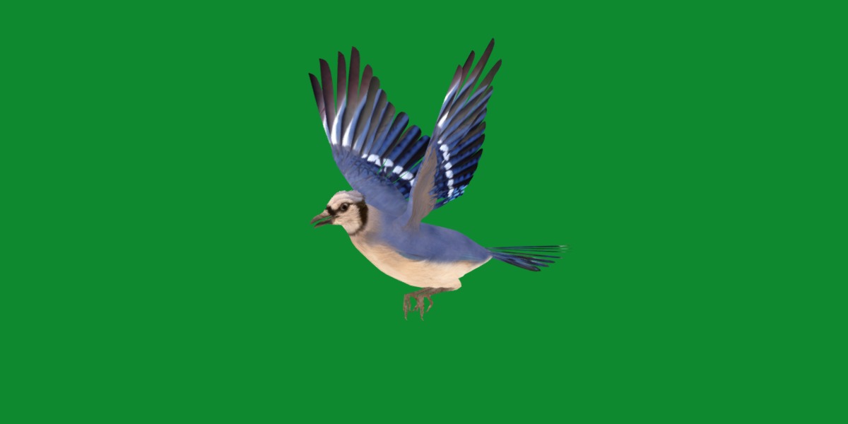 Blue Jay Bird Low-poly 3D model_23