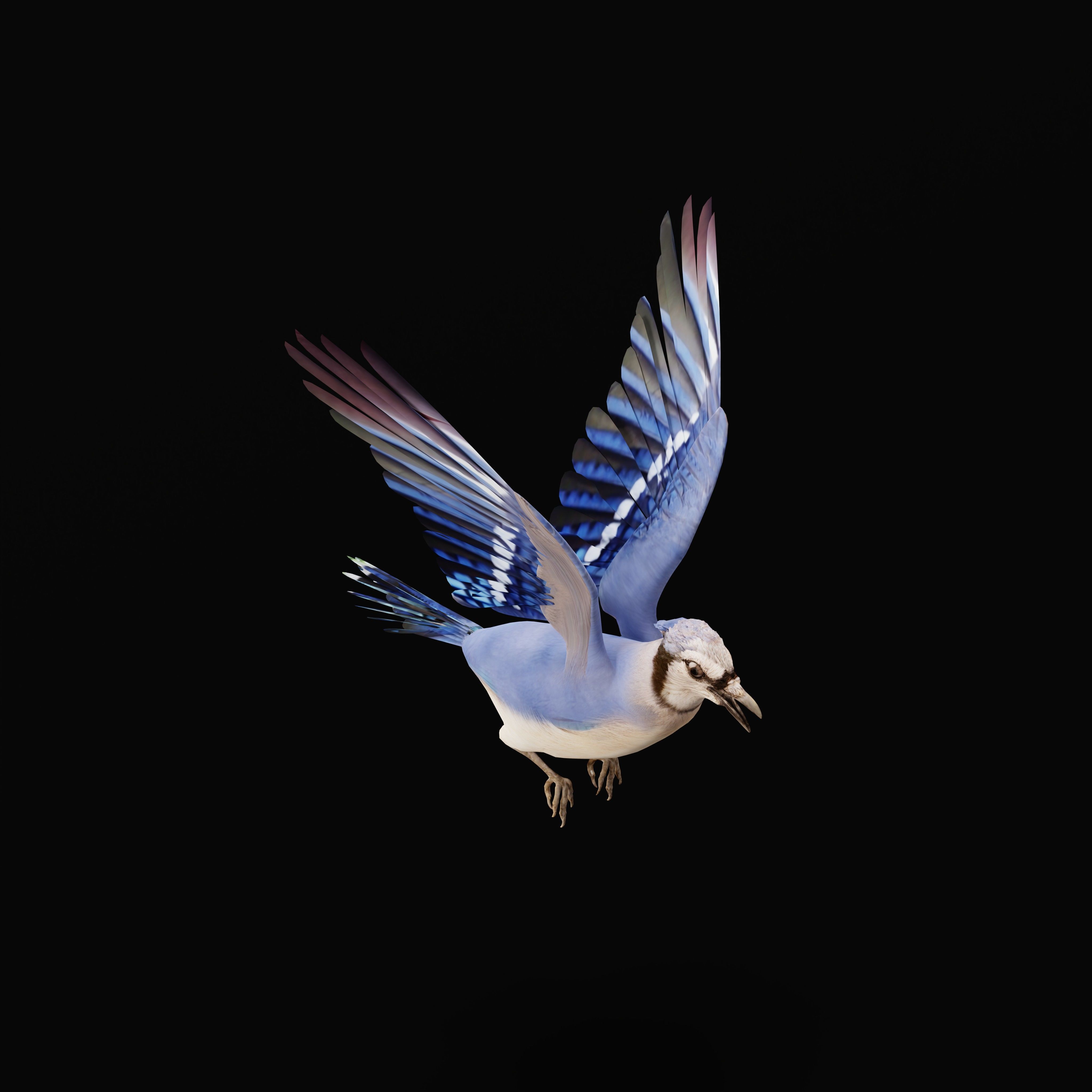 Blue Jay Bird Low-poly 3D model_35