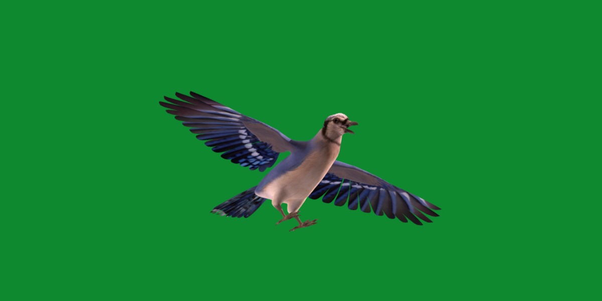 Blue Jay Bird Low-poly 3D model_13