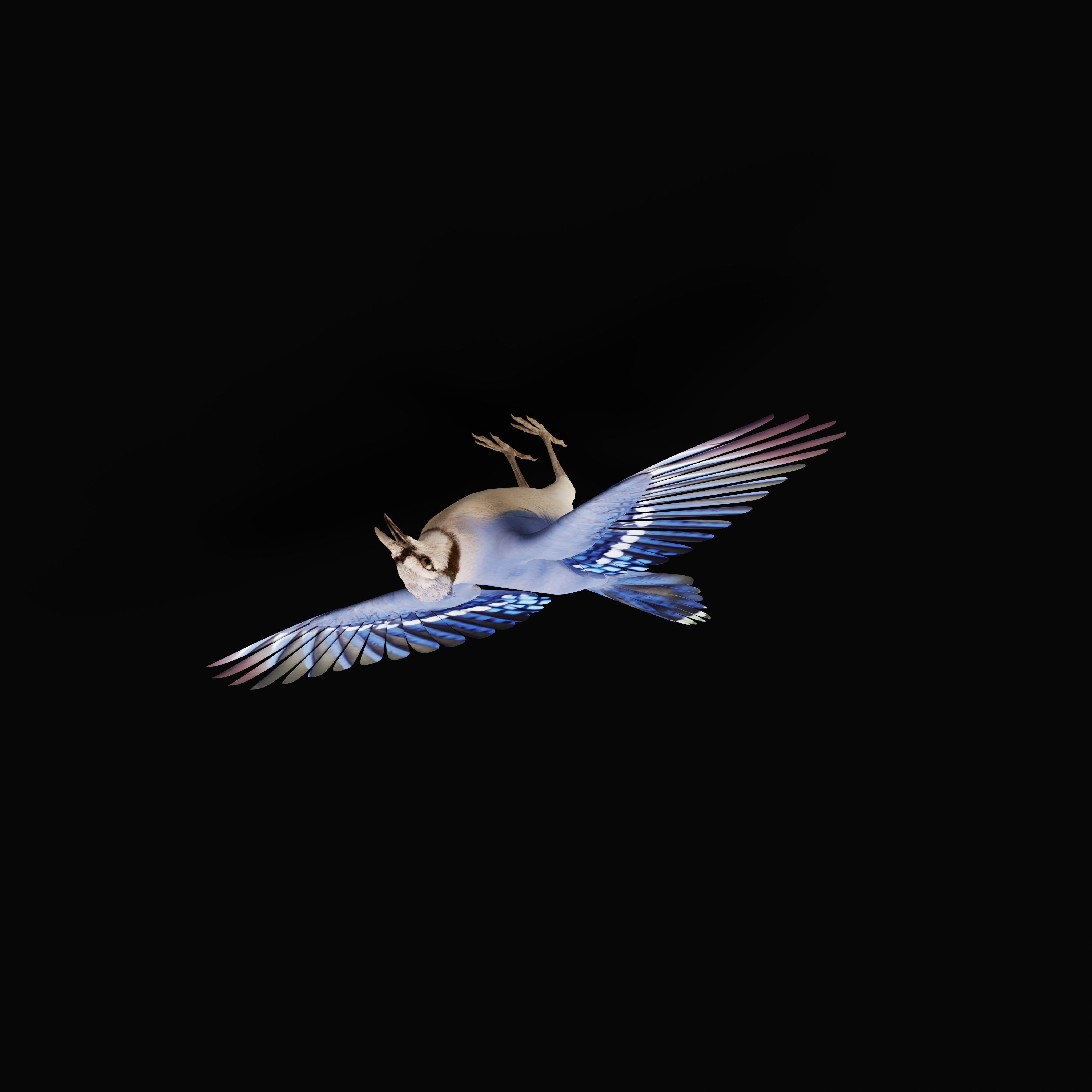 Blue Jay Bird Low-poly 3D model_29