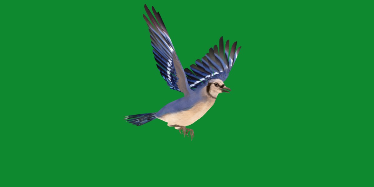 Blue Jay Bird Low-poly 3D model_24