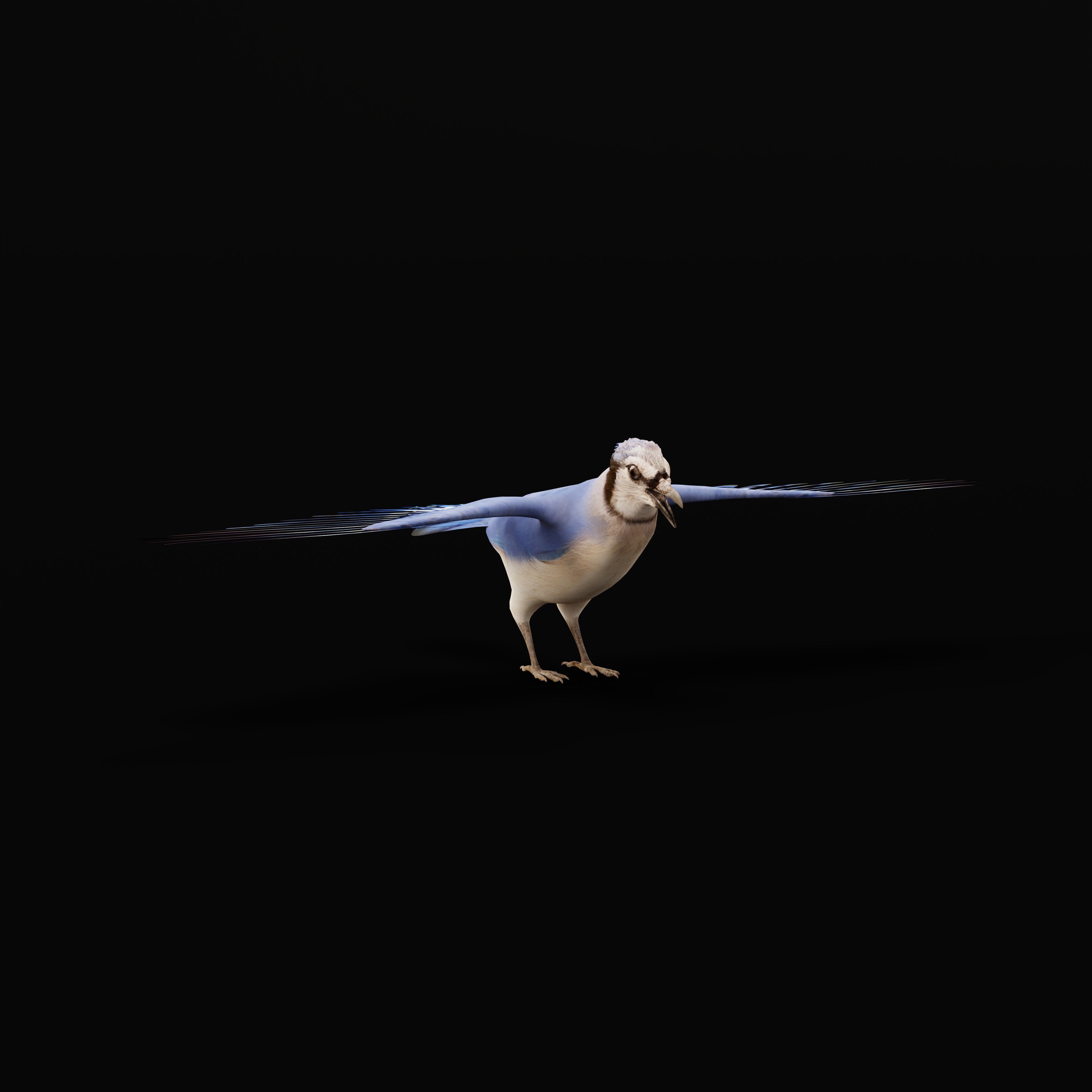 Blue Jay Bird Low-poly 3D model_30