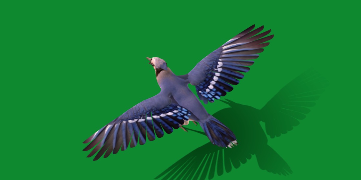 Blue Jay Bird Low-poly 3D model_17