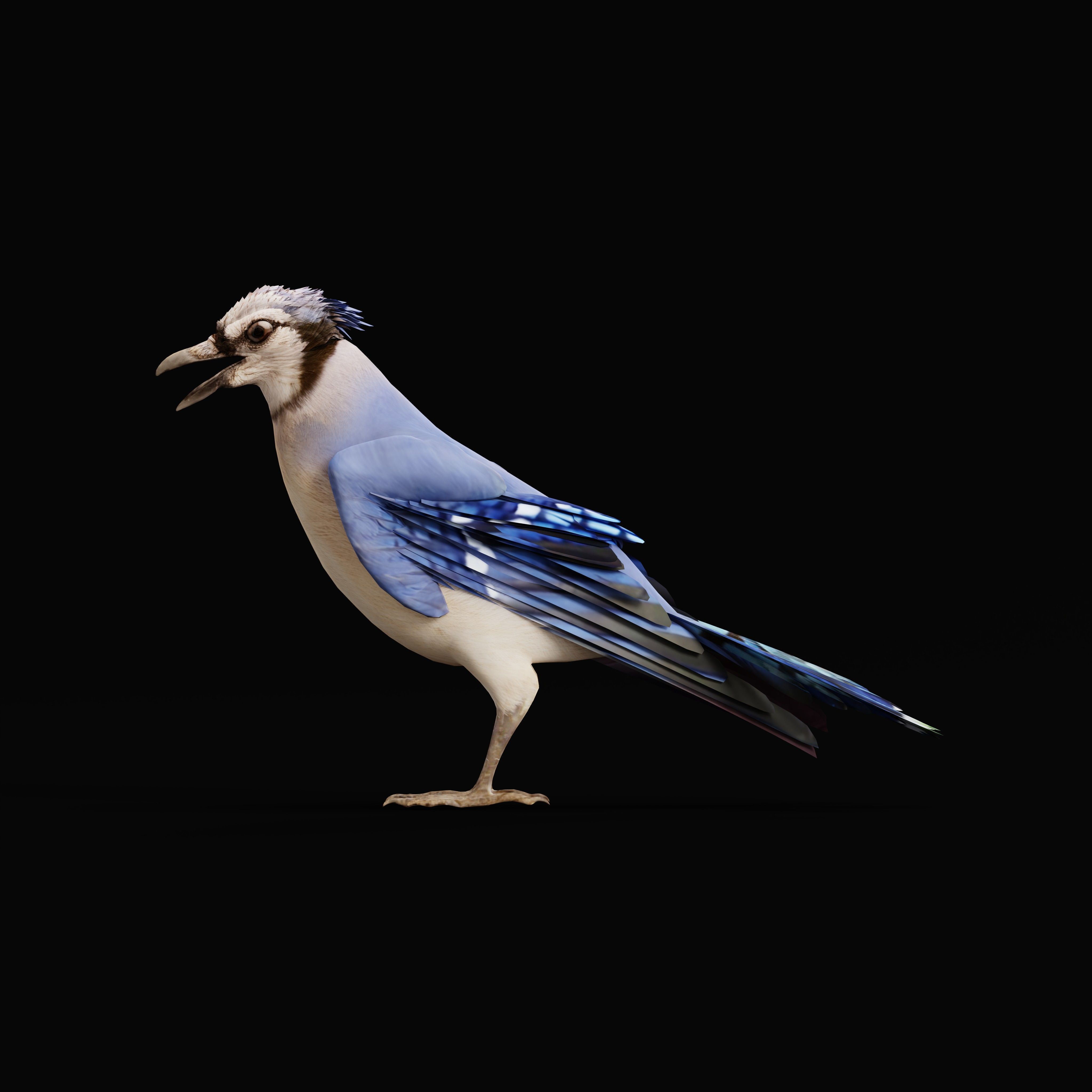 Blue Jay Bird Low-poly 3D model_31