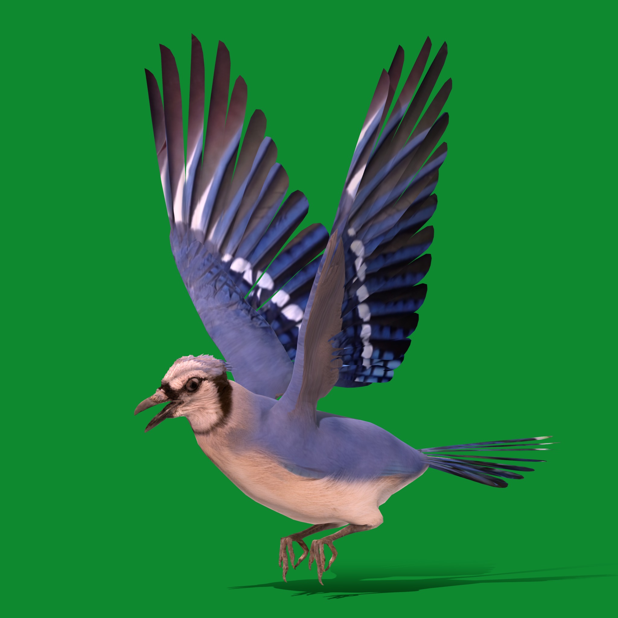 Blue Jay Bird Low-poly 3D model_19