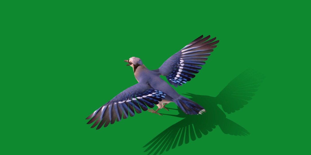 Blue Jay Bird Low-poly 3D model_38
