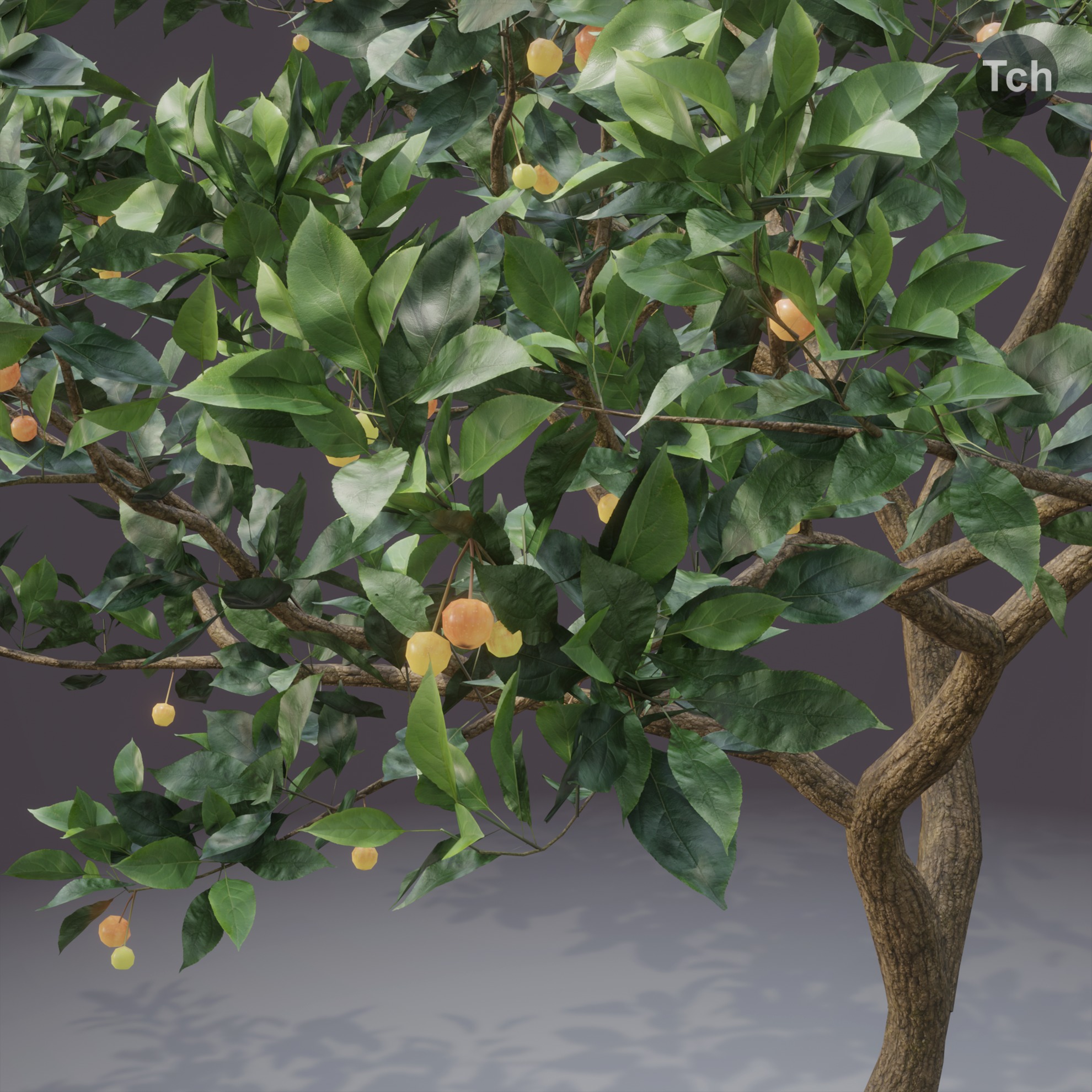 Four seasons tree 3D model_9