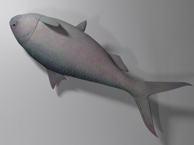 Hilsa fish Low-poly 3D model_2
