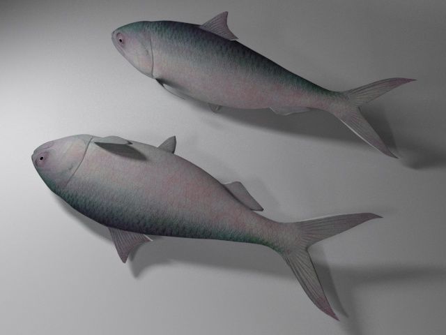 Hilsa fish Low-poly 3D model_1