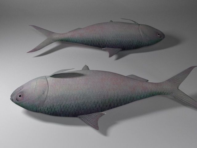 Hilsa fish Low-poly 3D model_4