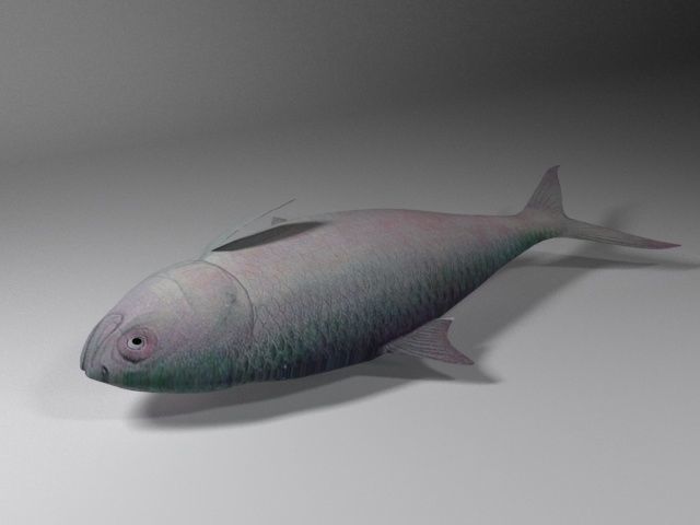 Hilsa fish Low-poly 3D model_3