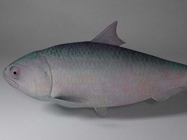 Hilsa fish Low-poly 3D model_8