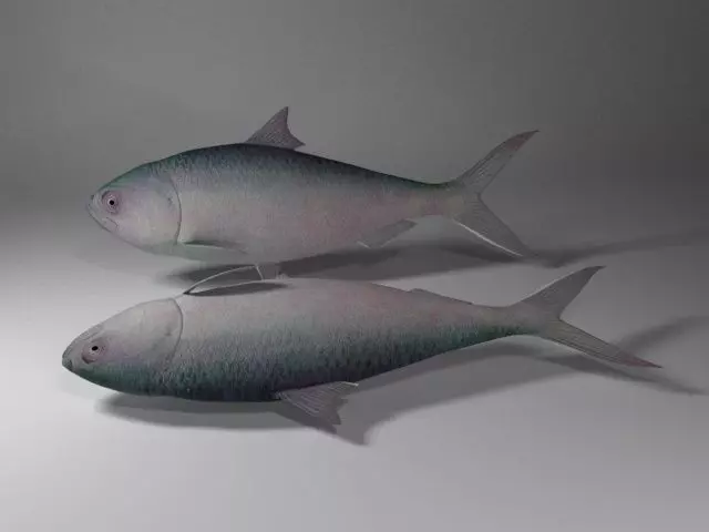 Hilsa fish Low-poly 3D model_0
