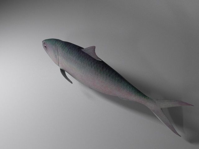 Hilsa fish Low-poly 3D model_7