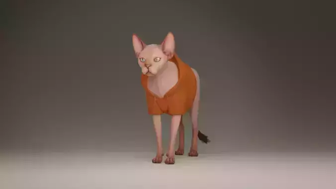 Sphynx Cat 