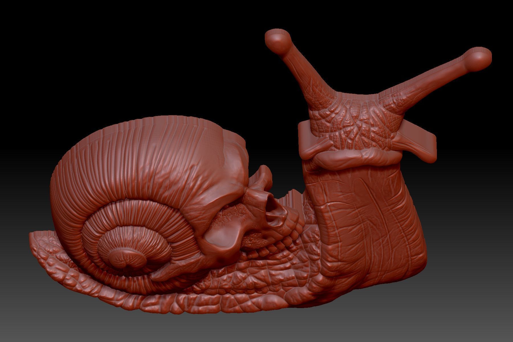 Snail skull 3D print model_4