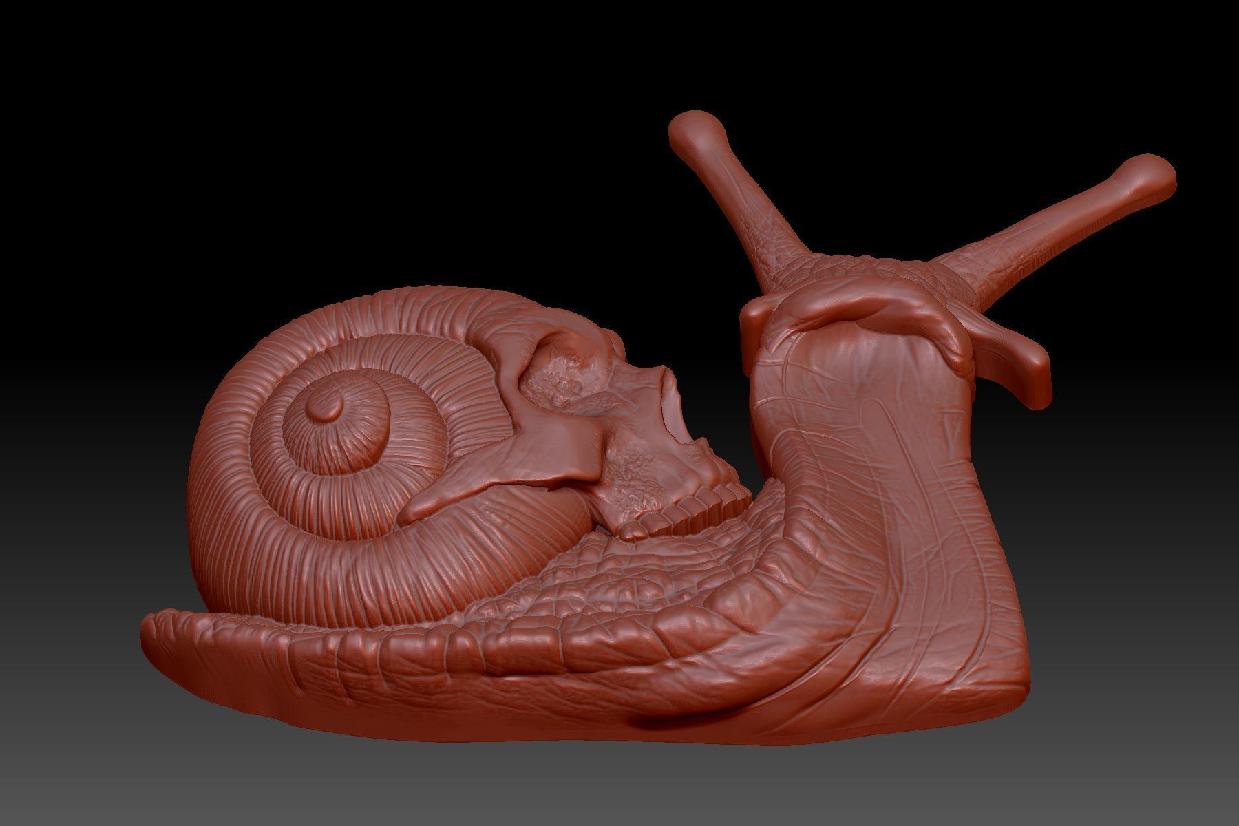Snail skull 3D print model_3