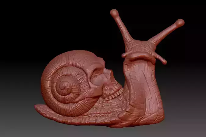 Snail skull 3D print model