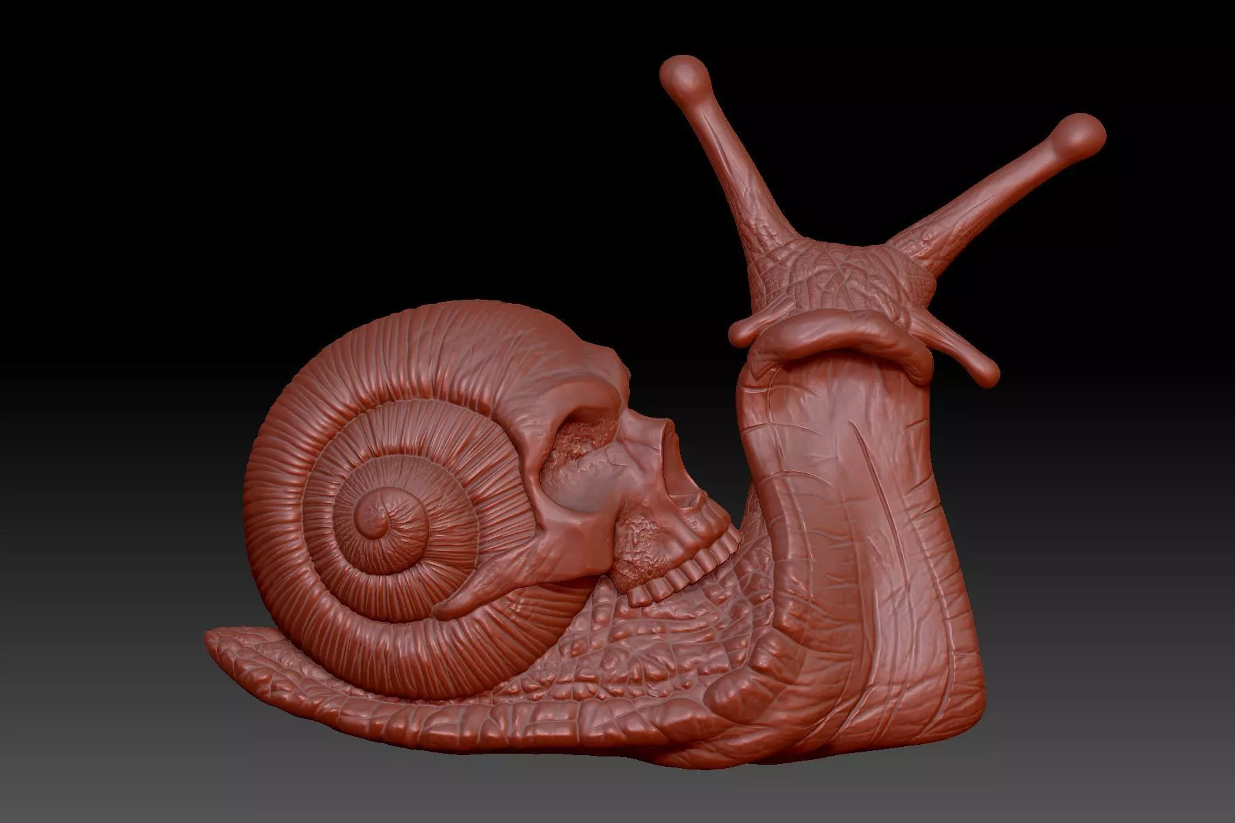 Snail skull 3D print model_0