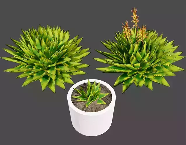 Spiral Aloe Plant 3D Model Low-poly 3D model